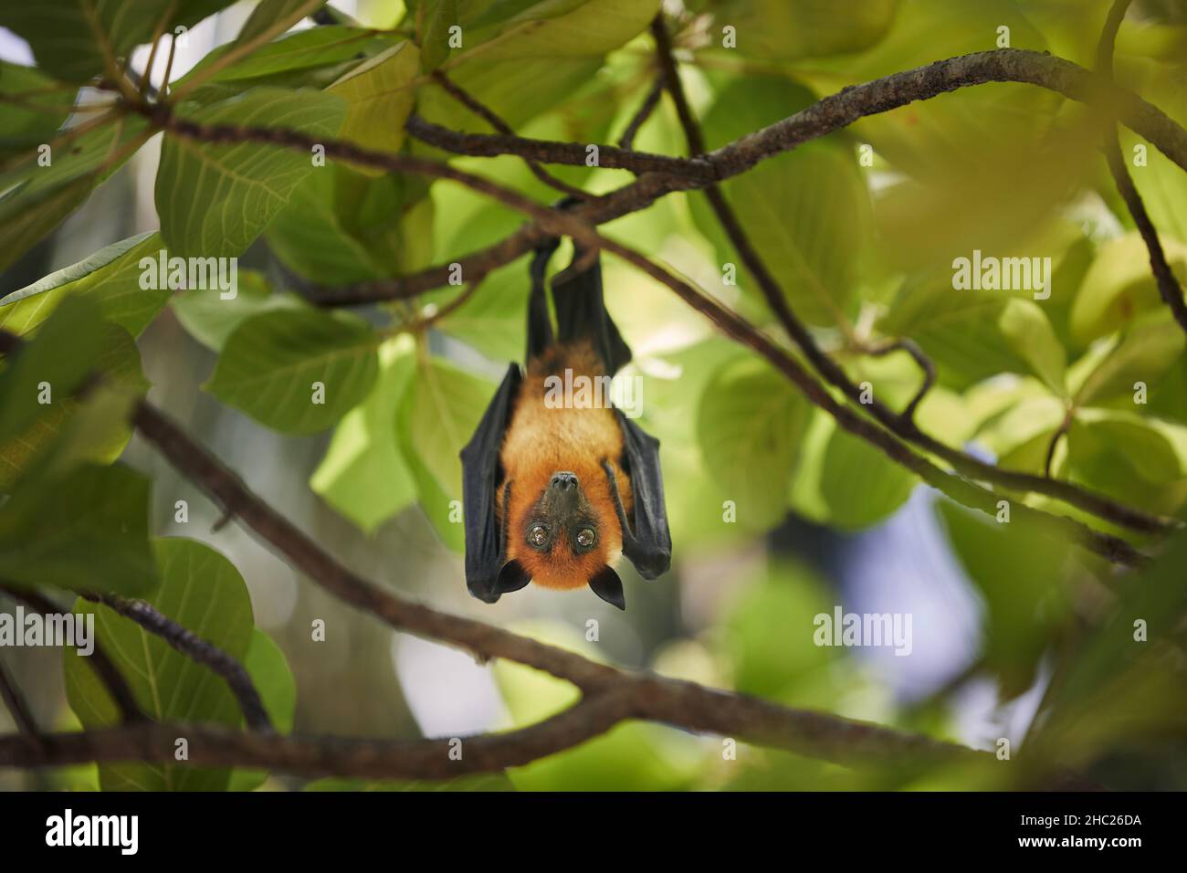 Fruit Bat (specie di volata) appeso sul ramo albero e guardando la macchina fotografica, Maldive Foto Stock