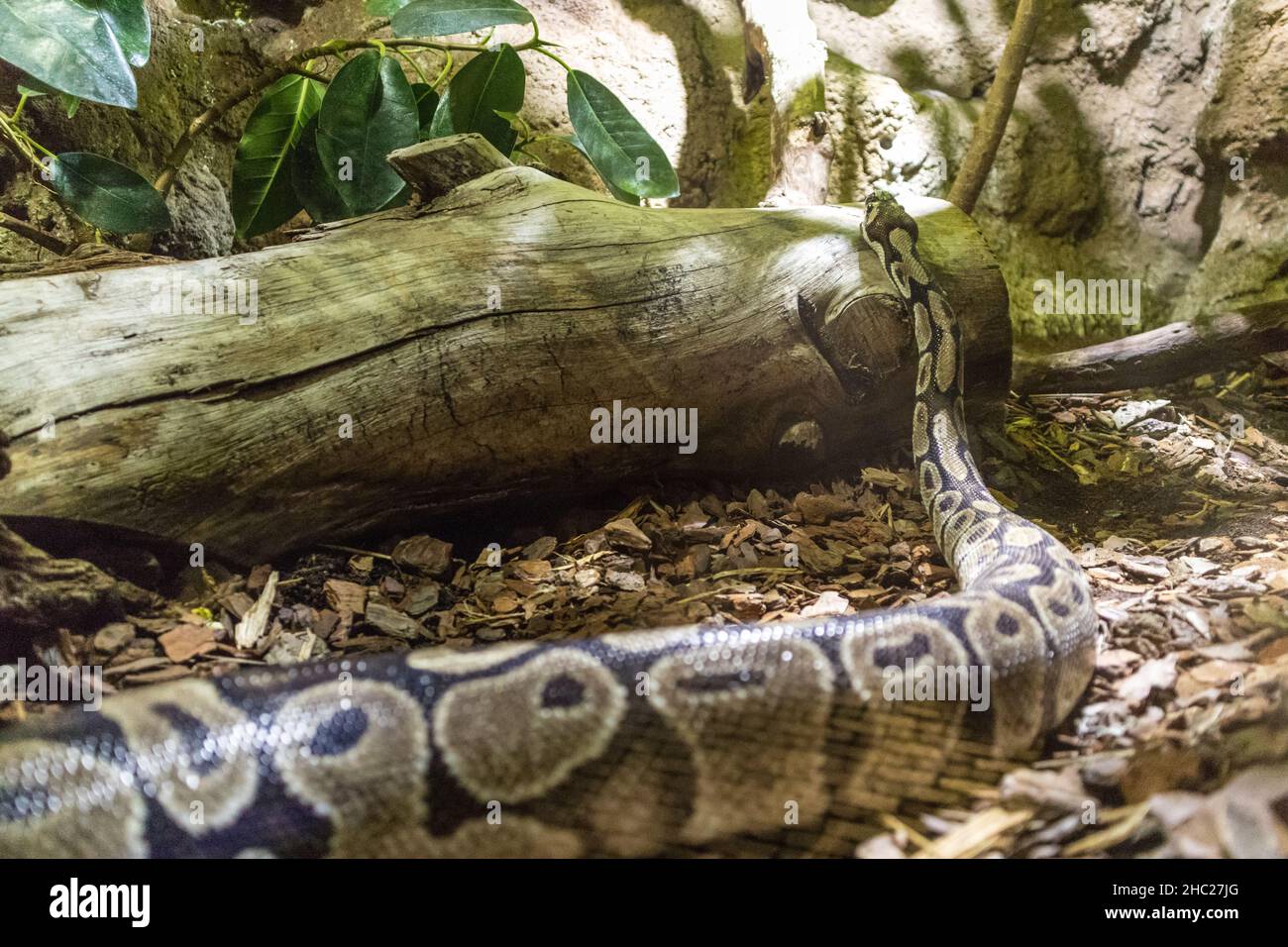 Serpente reale di Python che strisciare sulla terra della giungla. Foto Stock