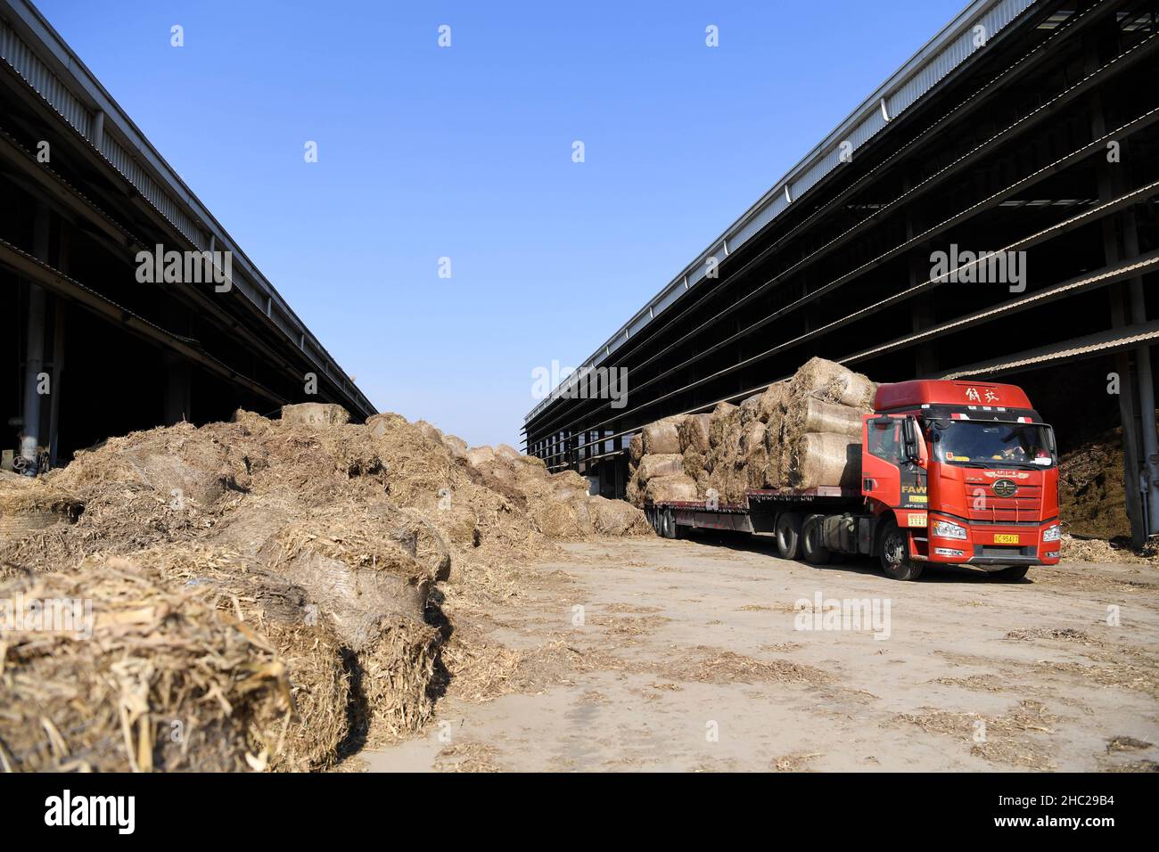 (211218) -- CHUZHOU, 18 dicembre 2021 (Xinhua) -- le cannucce sono trasferite ad una centrale elettrica da un camion nel distretto di Nanqiao di Chuzhou, provincia orientale della Cina di Anhui, 17 dicembre 2021. Una centrale elettrica che brucia paglia e rifiuti forestali per la produzione di energia digerisce circa 300.000 tonnellate di rifiuti ogni anno e genera 240 milioni di kWh di elettricità. (Xinhua/Liu Junxi) Foto Stock