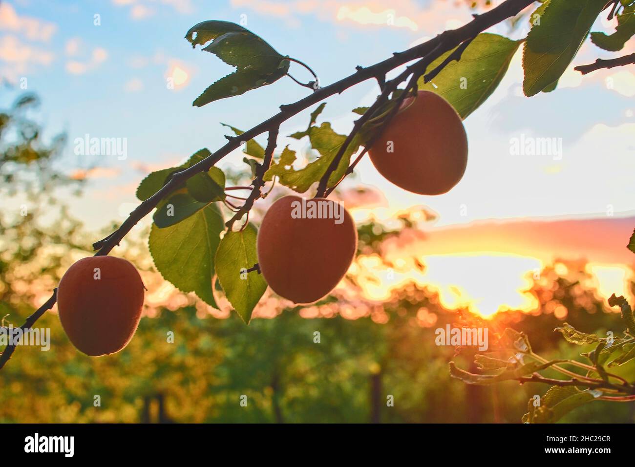 Allegri e succose albicocche arance mature. Il concetto della vendemmia estiva, inscatolamento. Giorno di albicocca. Posiziona per testo. Foto Stock