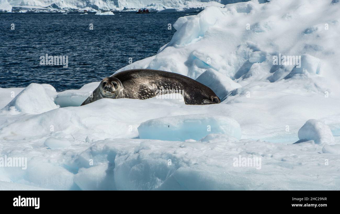 Un sigillo Weddell (Leptonychotes weddellii) si rilassa mentre galleggia su un iceberg a Wilhelmina Bay in Antartide Foto Stock