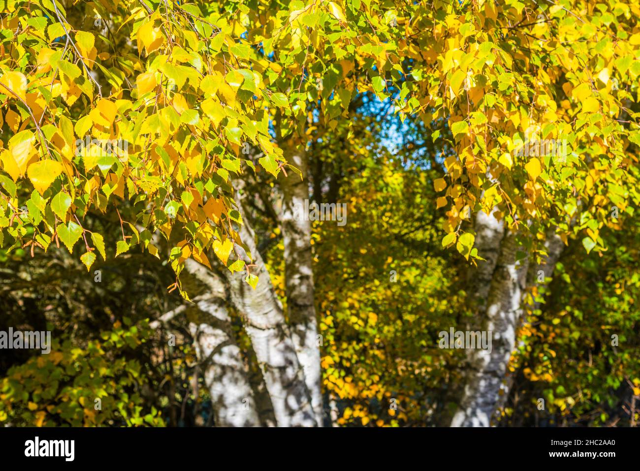 Albero di betulla in autunno. Foto Stock