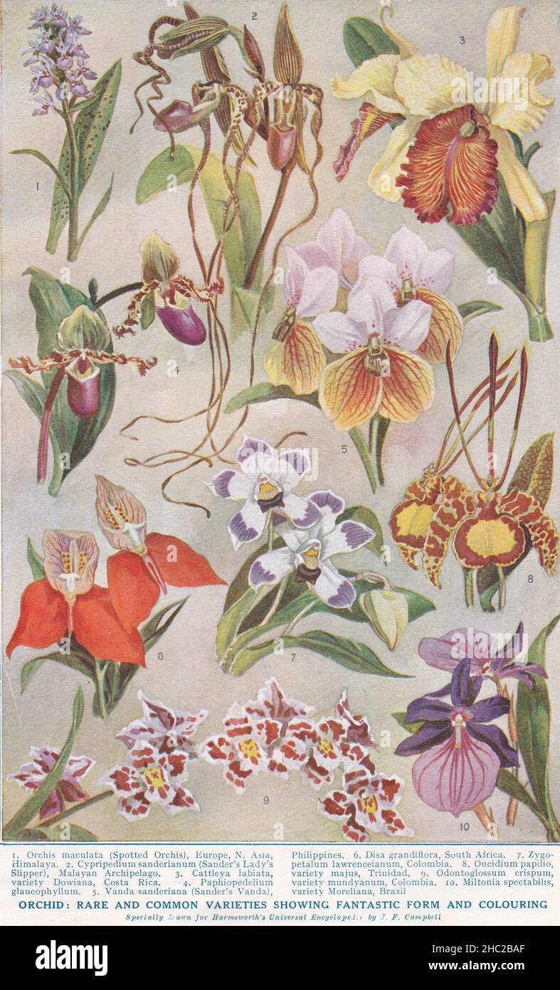 Vintage Illustrations of Orchid: Varietà rare e comuni che mostrano la forma fantastica e la colorazione 1930s. Foto Stock