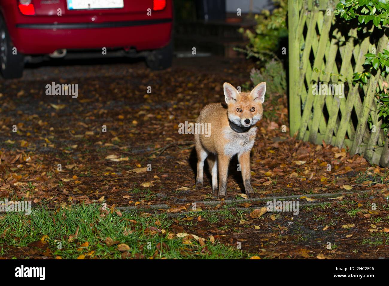 European Red Fox, (Vulpus vulpus), con vaso pianta intorno al collo, in piedi sul vialetto di casa, di notte, bassa Sassonia, Germania Foto Stock