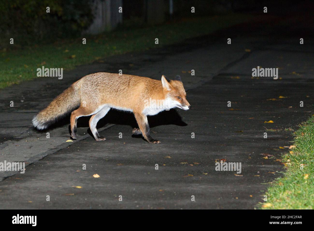 European Red Fox, (Vulpus vulpus), strada di attraversamento in villaggio di notte, bassa Sassonia, Germania Foto Stock