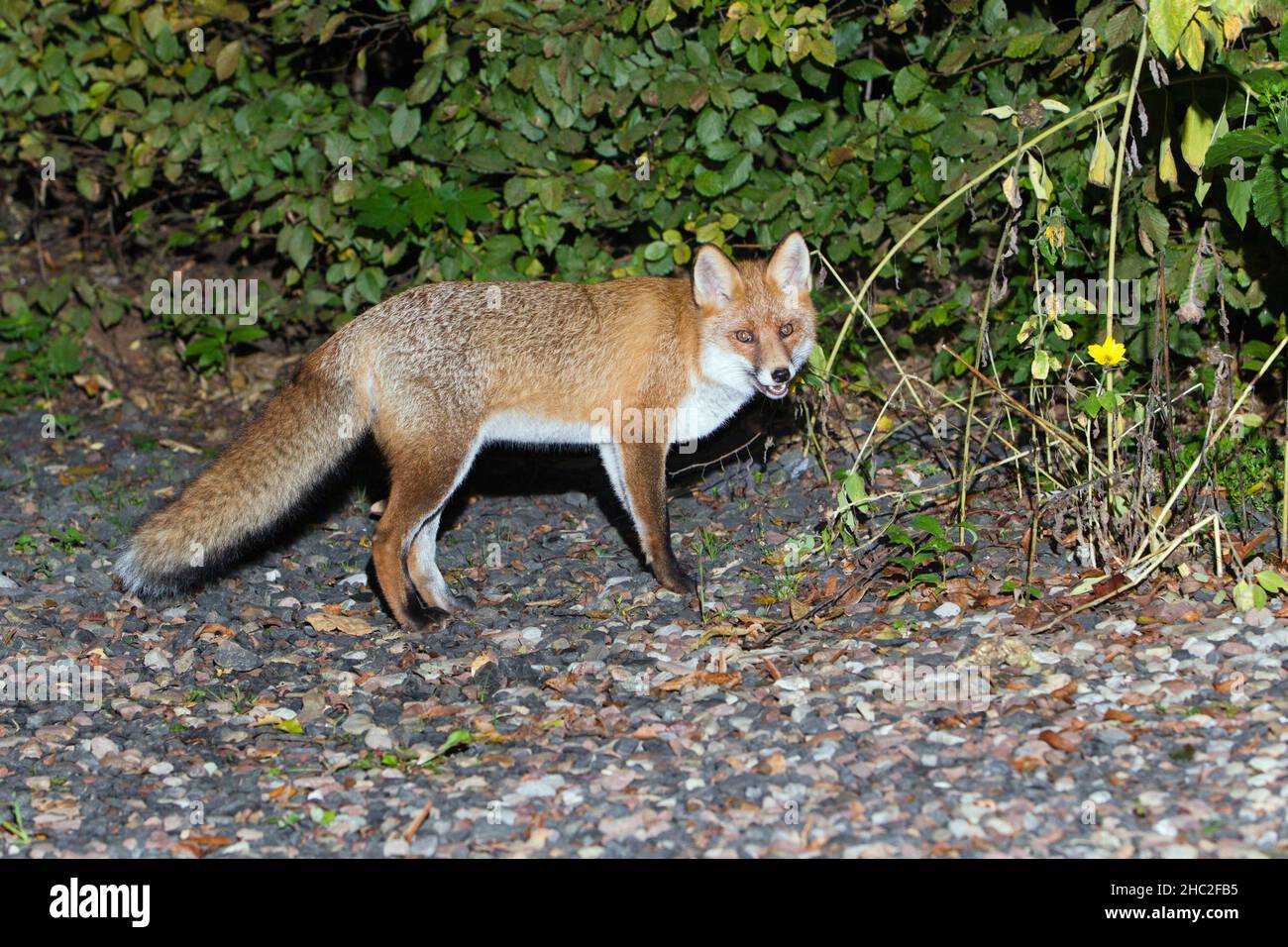 European Red Fox, (Vulpus vulpus), sul vialetto di casa, alla ricerca di cibo, notte, bassa Sassonia, Germania Foto Stock