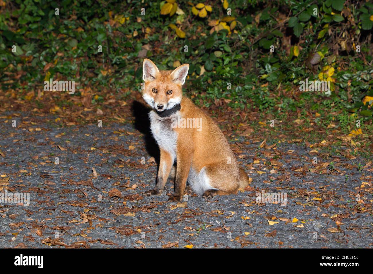 European Red Fox, (Vulpus vulpus), seduta sul vialetto, con vaso pianta intorno al collo, bassa Sassonia, Germania Foto Stock