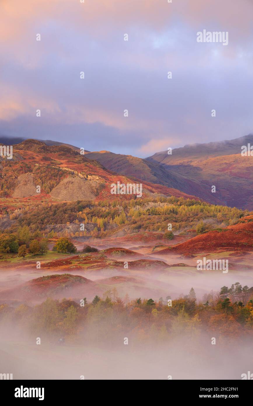 Mattina nebbia su buoi caduto. Foto Stock