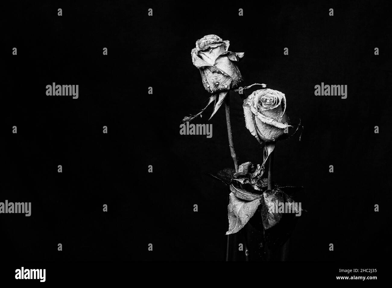 Gocce sulle rose su sfondo bianco e nero Foto Stock