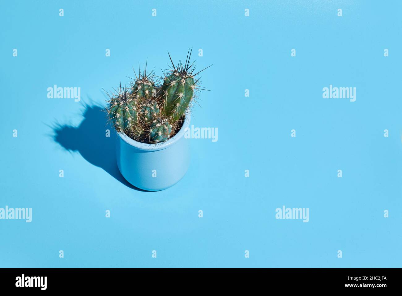 Cactus in una pentola alla luce del sole con un'ombra dura. Sfondo blu con spazio di copia. Foto Stock