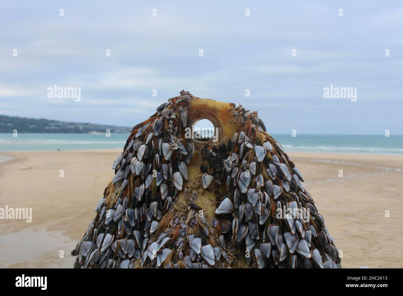 Goose Barnacles si attaccano a una boa di plastica sul South West Coastal Path vicino a Hayle in Cornovaglia Foto Stock