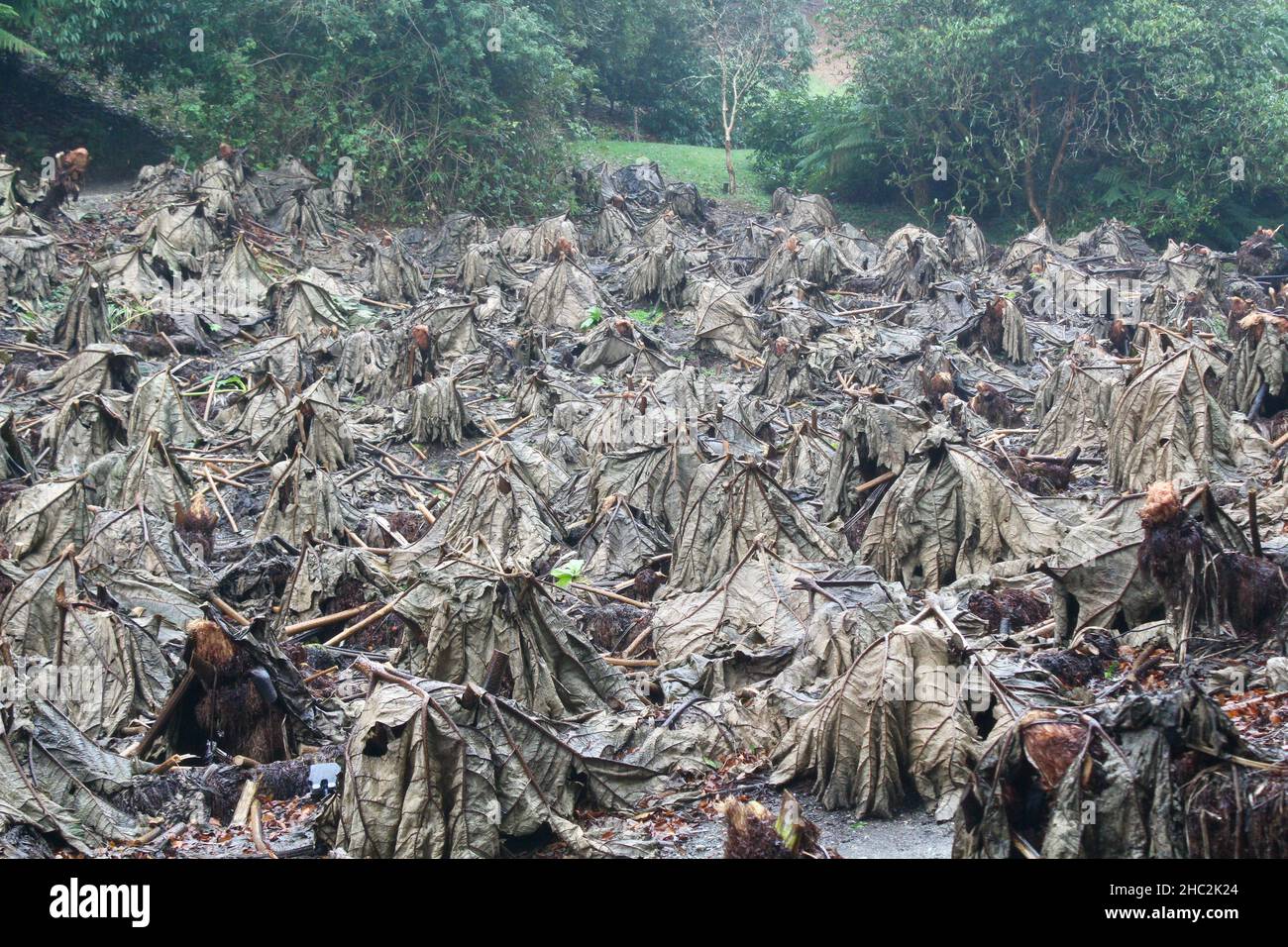Foglie morenti della gigantesca manicata Gunnera nei giardini di Trebah, Cornovaglia adiacente al South West Coastal Path. Foto Stock