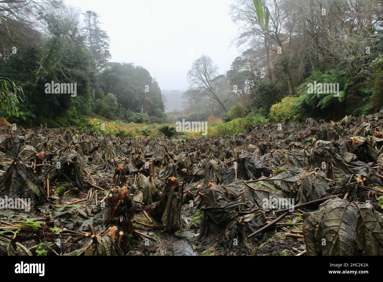 Foglie morenti della gigantesca manicata Gunnera nei giardini di Trebah, Cornovaglia adiacente al South West Coastal Path. Foto Stock