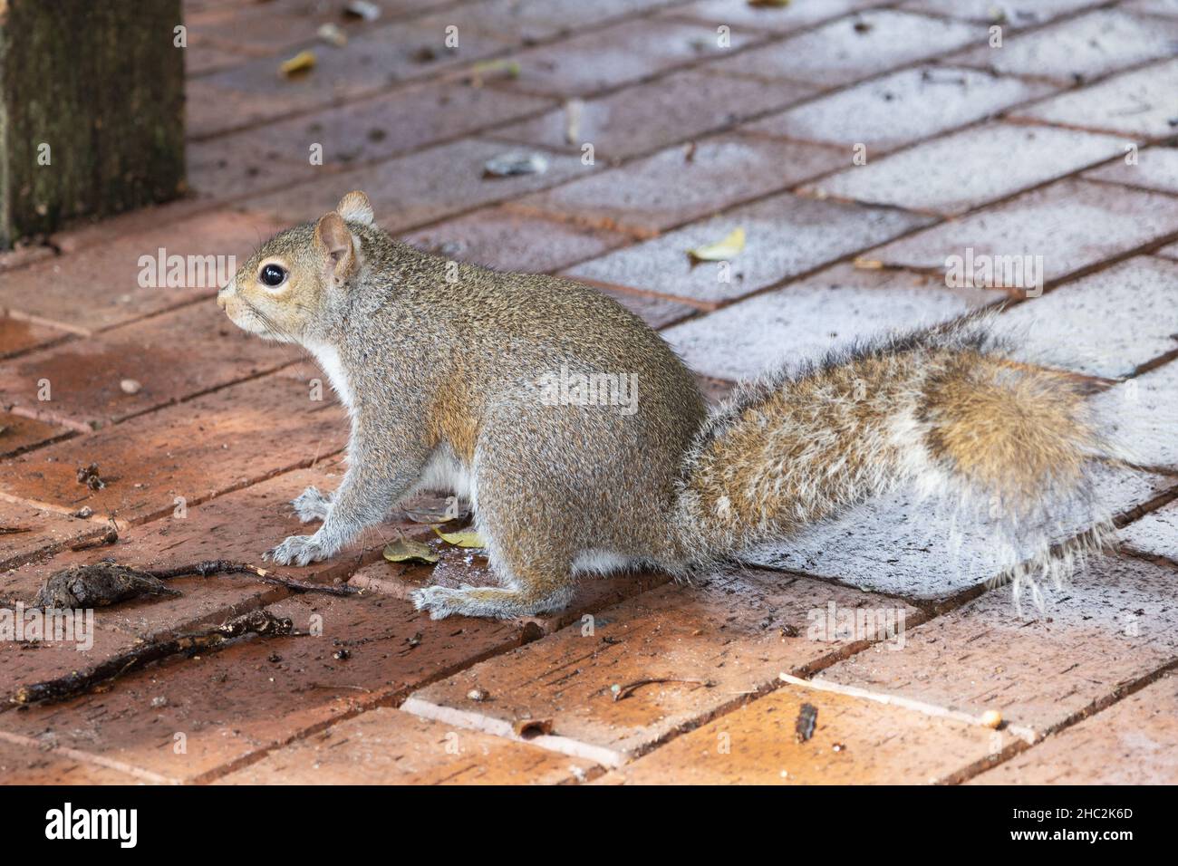 Uno scoiattolo su una passerella in mattoni. Foto Stock
