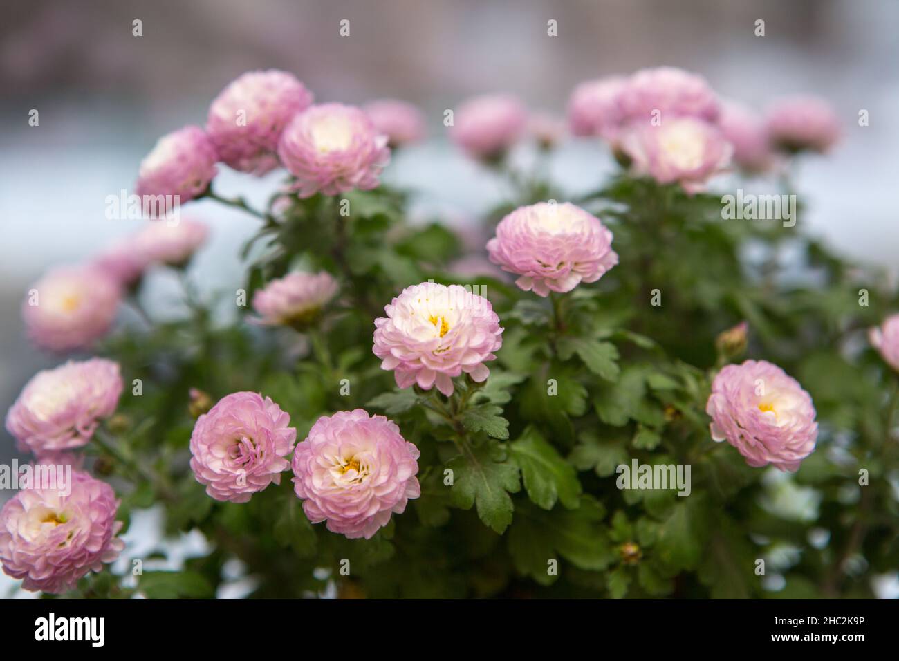 Rosa Pot Mamma Ping Pong Ju , un piccolo crisantemo sferico. Il suo linguaggio dei fiori ha il significato di raccolta, buona fortuna, e portare pieno di bene Foto Stock