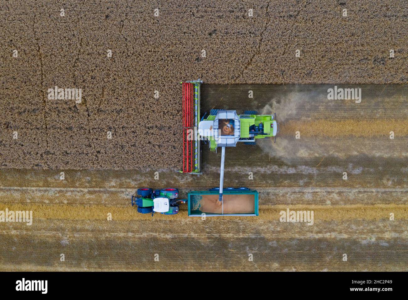 Vista aerea della mietitrebbia e del trattore con rimorchio per la raccolta del campo di colza in estate Foto Stock