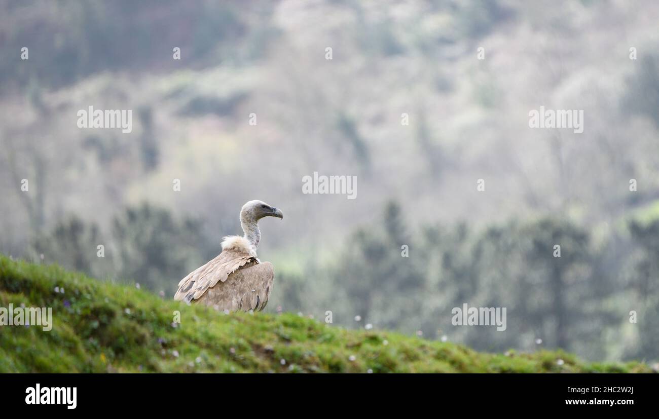 L'avvoltoio Griffon arroccato a terra con rami di albero sullo sfondo Foto Stock