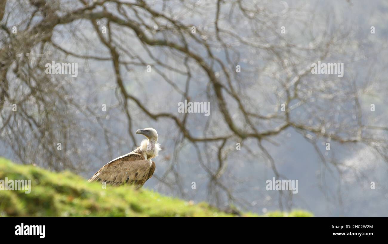 L'avvoltoio Griffon arroccato a terra con rami di albero sullo sfondo Foto Stock