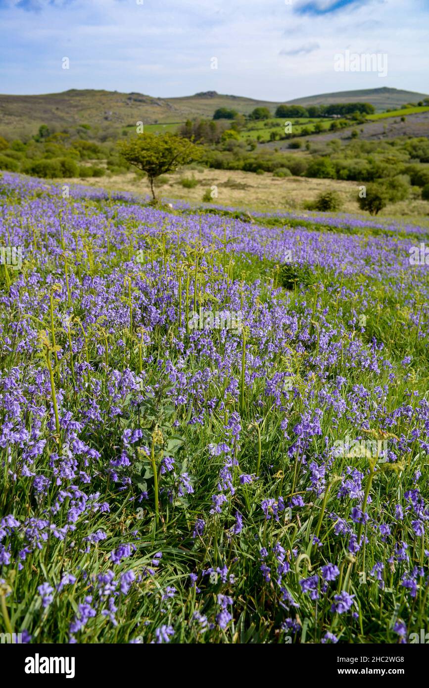 Regno Unito, Inghilterra, Devonshire. Tappeto Bluebell a Holwell Lawn, Dartmoor National Park nella West Country. I campi si trovano tra Hound Tor & Haytor Rocks. Foto Stock