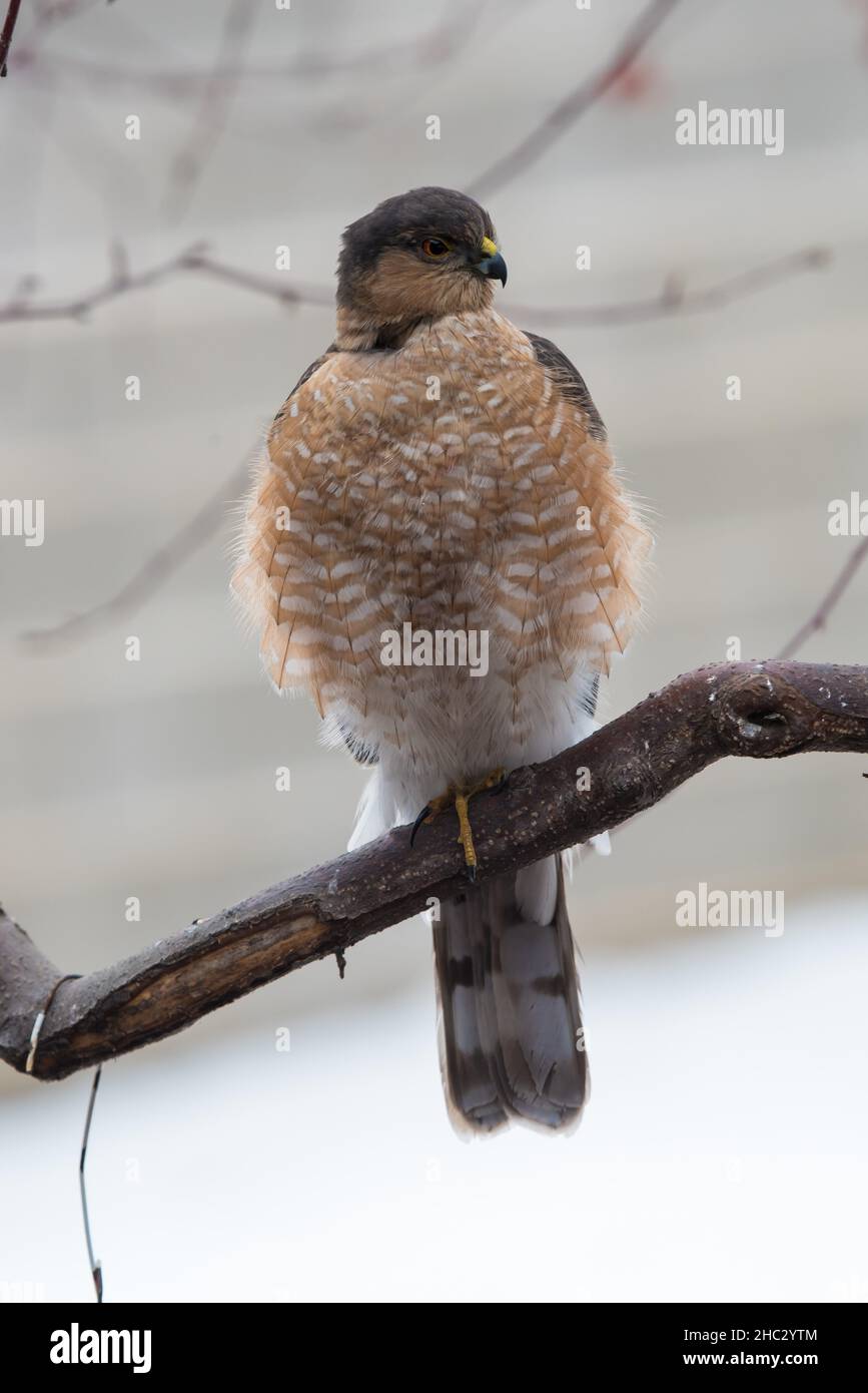 Hawk sgranato e perch su un ramo, guardando per la preda potenziale. Questi agili rapper sono alti solo 11-12'. Foto Stock