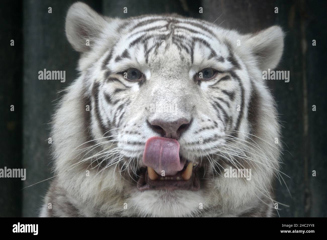 Liberec, Repubblica Ceca. 23rd Dic 2021. Una tigre indiana bianca chiamata Surya Bara al Liberec Zoo nella Repubblica Ceca. A differenza di altre tigri, hanno nasi rosa e splendidi occhi blu. Tigri bianche, questa variante di colore recessiva si trova solo nella sottospecie bengala e con strisce regolari e occhi blu. (Credit Image: © Slavek Ruta/ZUMA Press Wire) Foto Stock