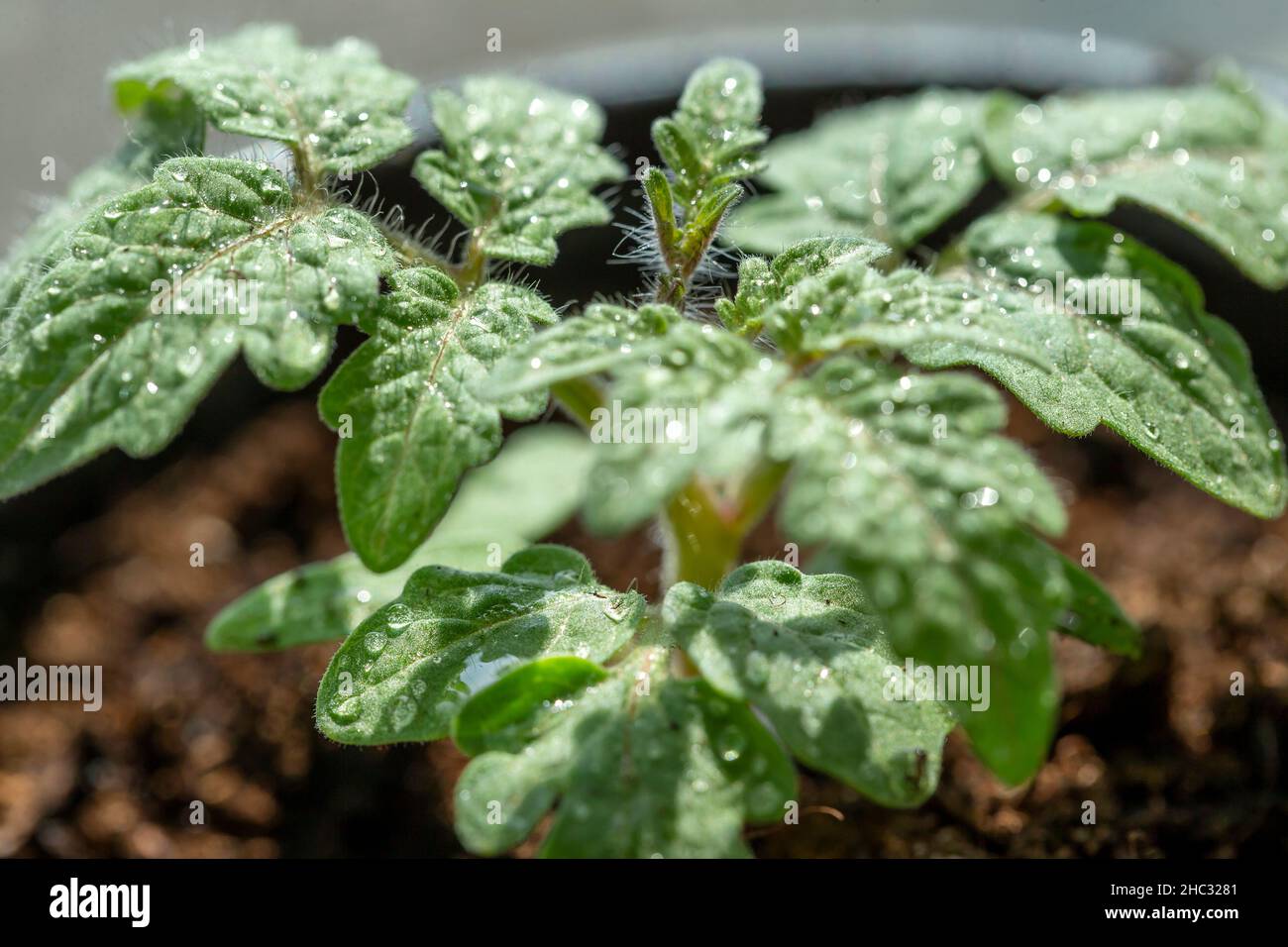 Ciliegia pomodoro piccolo cespuglio, closeup. Il concetto di coltivare ortaggi a casa, nutrizione sana, prodotti biologici. Foto Stock