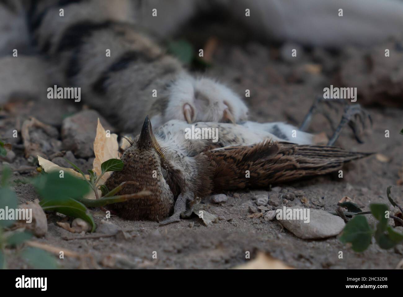 Zampa di gatto che caccia il passero. Concentratevi sul passero morto. Foto Stock