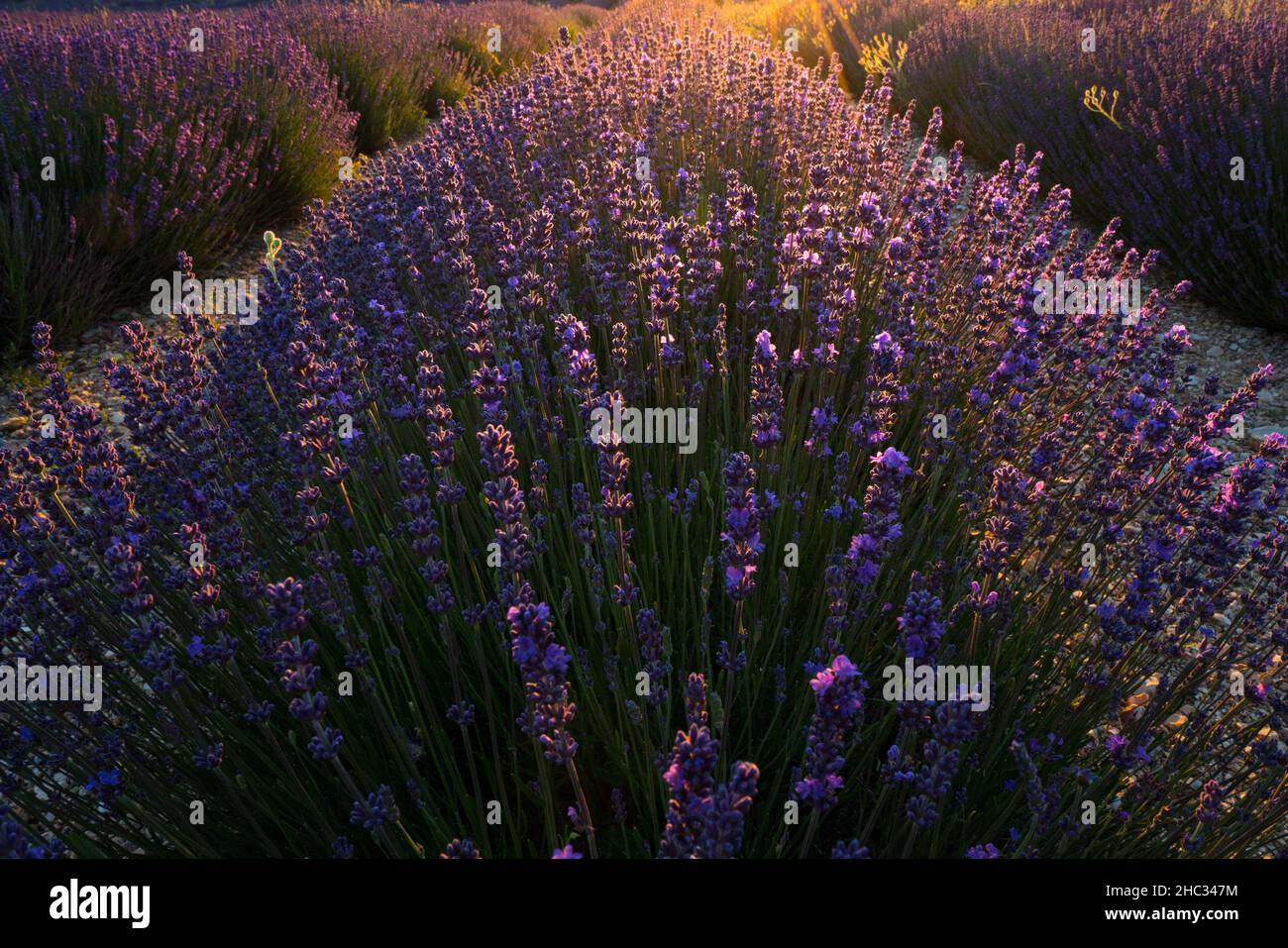 détail sur une rangée dans un champ de lavandes Foto Stock