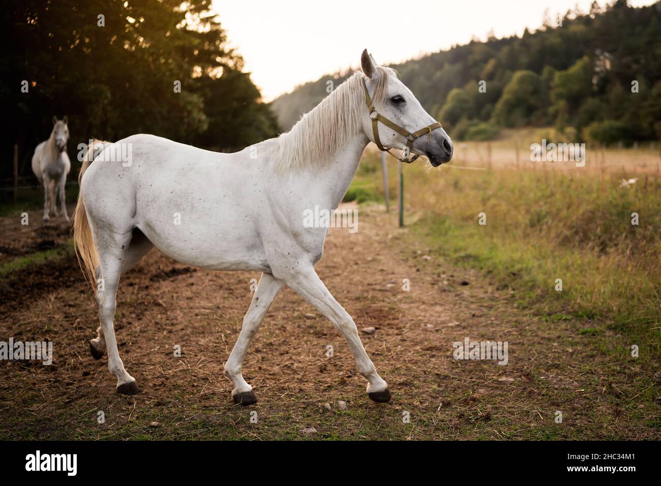 Cavallo arabo bianco in piedi su terreno agricolo, prato offuscato e sfondo della foresta Foto Stock