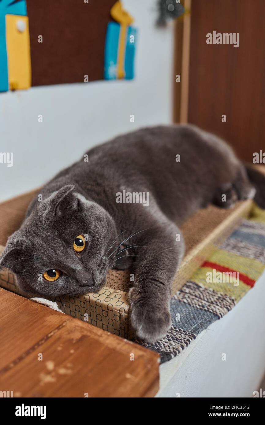 Carino piccolo gattino tabby che si appoggia contentatamente contro un graffiante nuovo palo della corda guardando la fotocamera con un'espressione curiosa Foto Stock