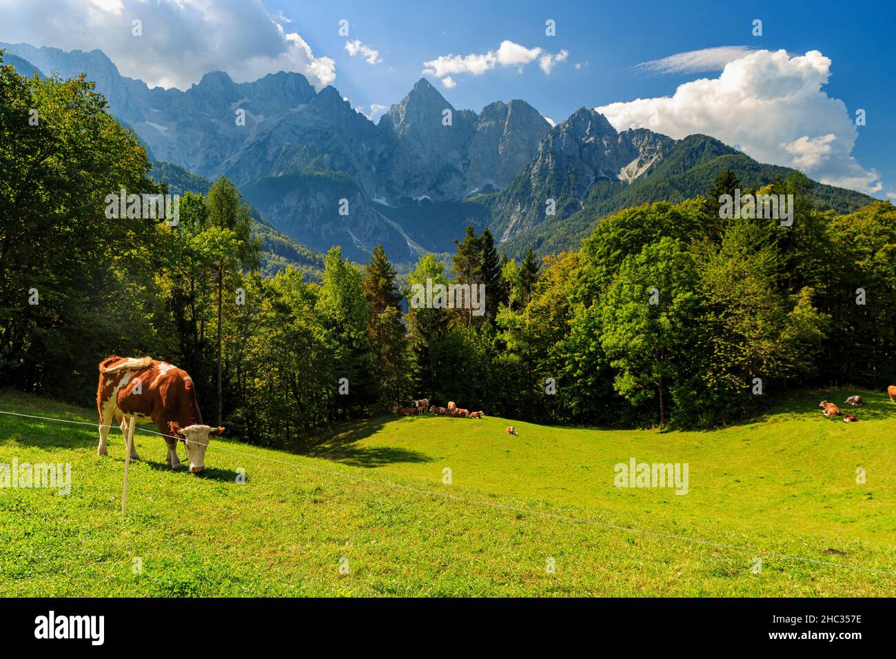 Bestiame che mangia l'erba fresca, vista al Parco Nazionale del Triglav, paesaggio di montagna con la cima spik, vicino a Kranjska Gora, Slovenia Foto Stock