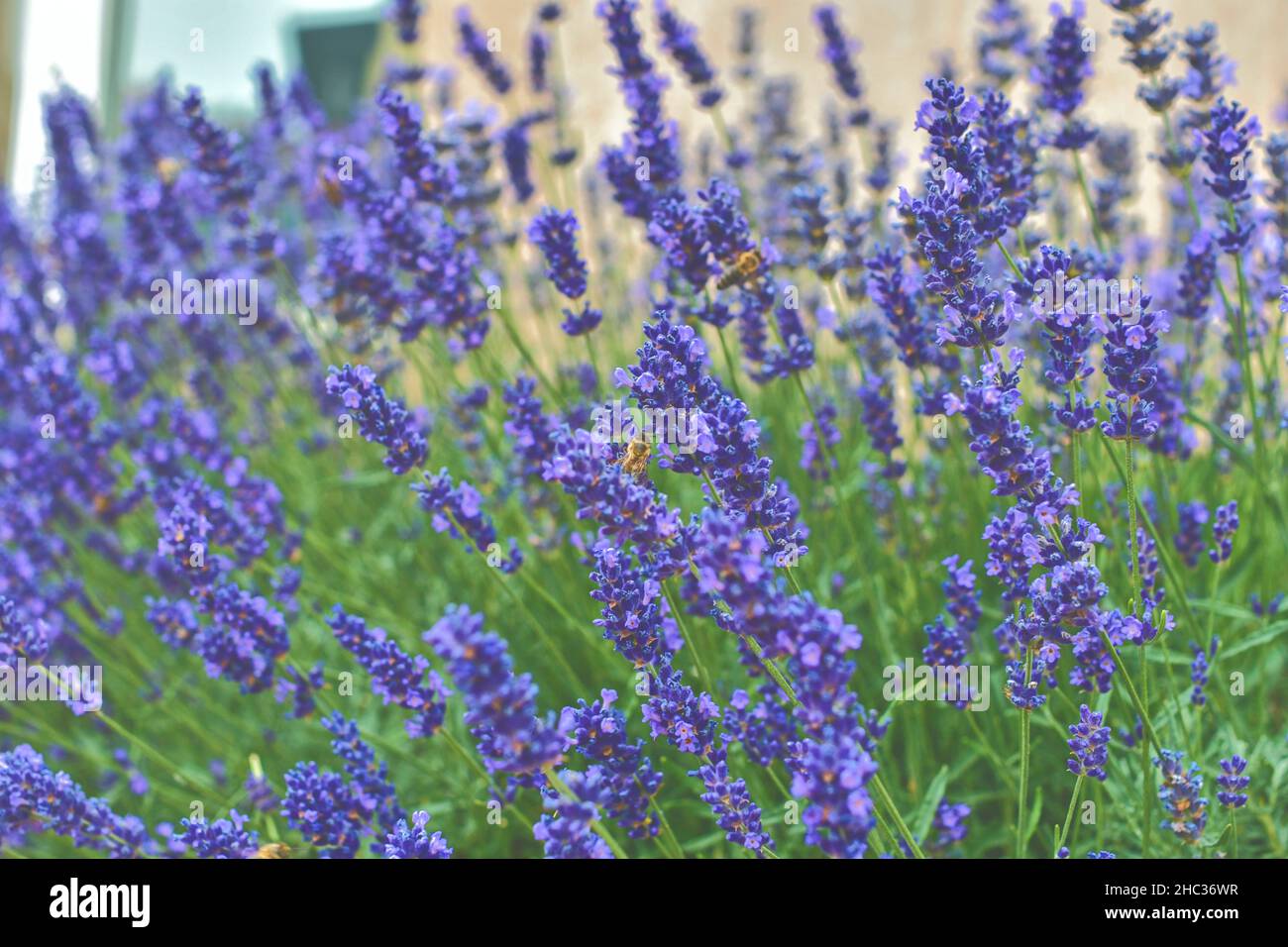 Tenerezza dei campi di lavanda. Sfondo lavanda. Messa a fuoco soft. Api alla lavanda Foto Stock