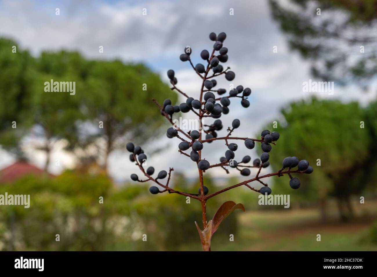 Rami con frutta matura di amarena selvaggia o serotina Prunus in primo piano con sfondo sfocato. Foto Stock