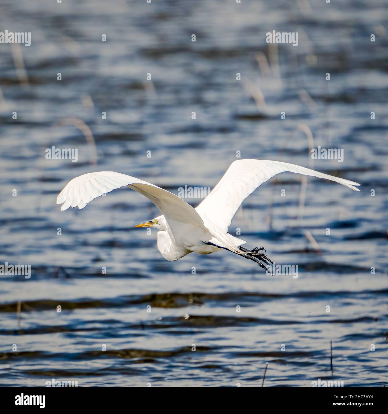 A White Egret prende il volo dalla riserva naturale del lago Kangaroo, situata vicino al porto di Baileys, nella contea di Door, Wisconsin. Foto Stock