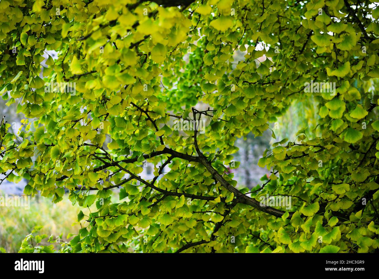 Green Tree in Hyde Park, Londra, Inghilterra, Regno Unito Foto Stock