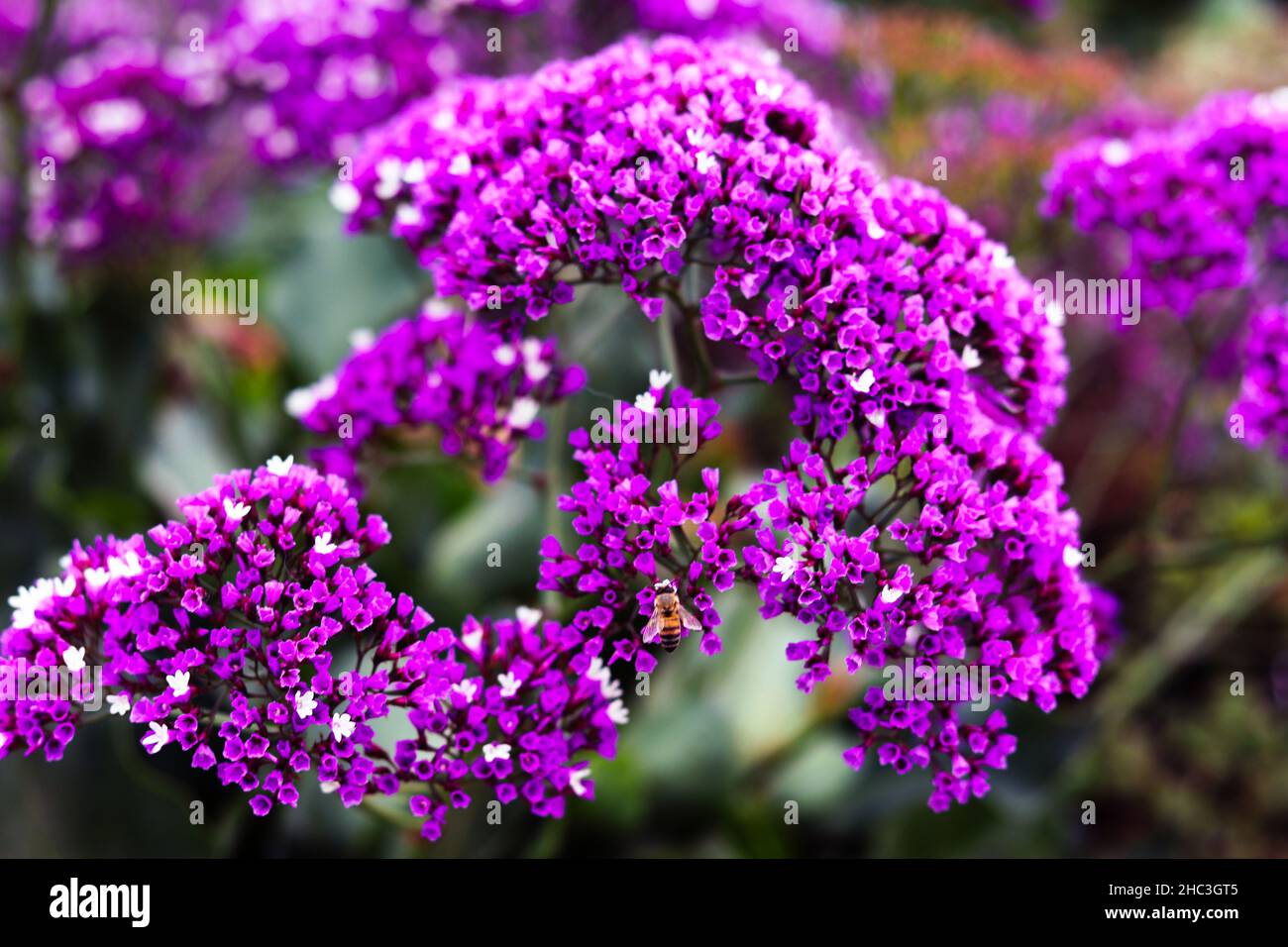 Ape di miele sui fiori viola e bianchi Foto Stock