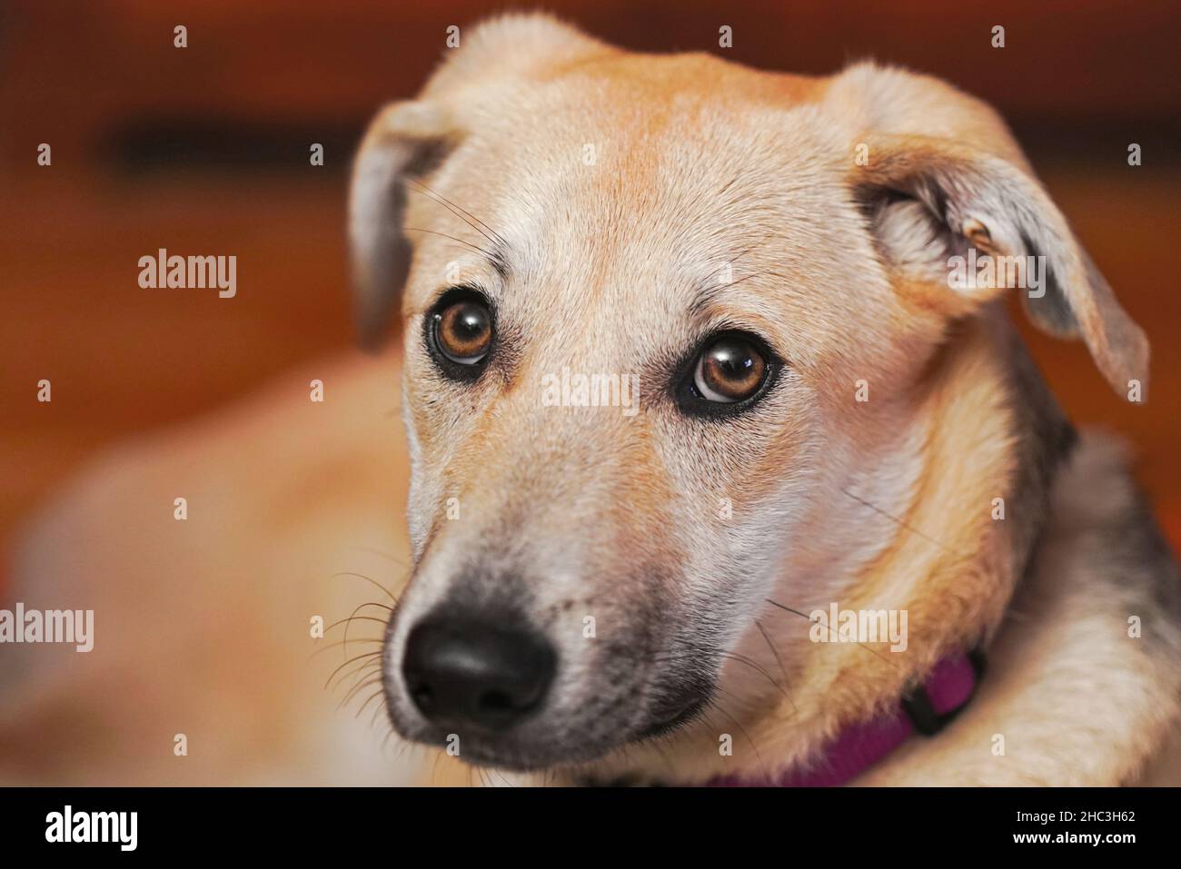 Emy - Mischlingshündin Galgo-Husky Mix aus Rumänien Foto Stock