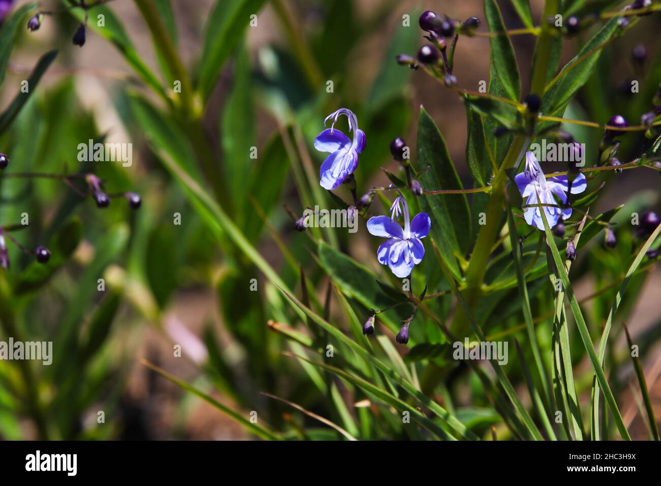 Viola Grassland Clerodendrum Fiori in fiore (Clerodendrum trifyllum) Foto Stock