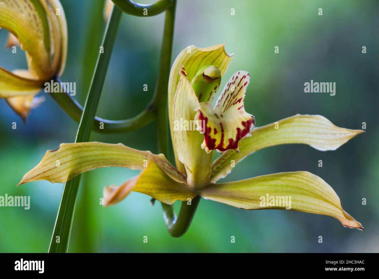 Cymbidium Boat Orchid Flower (Ania penangiana x Cymbidium sanderae) Foto Stock