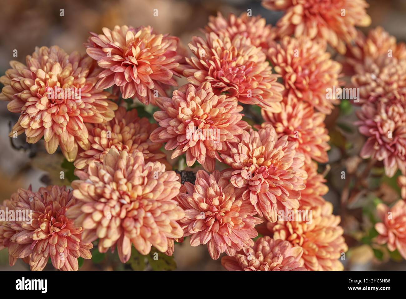 Rosa Chysanthemen - Chrysanthemum Foto Stock