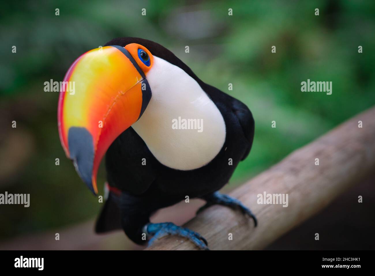 Foto dell'uccello tropicale Tucan in Sud America Foto Stock