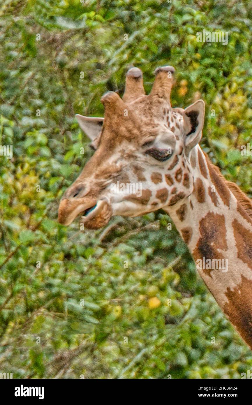 Giraffa als Ritratto i Foto Stock