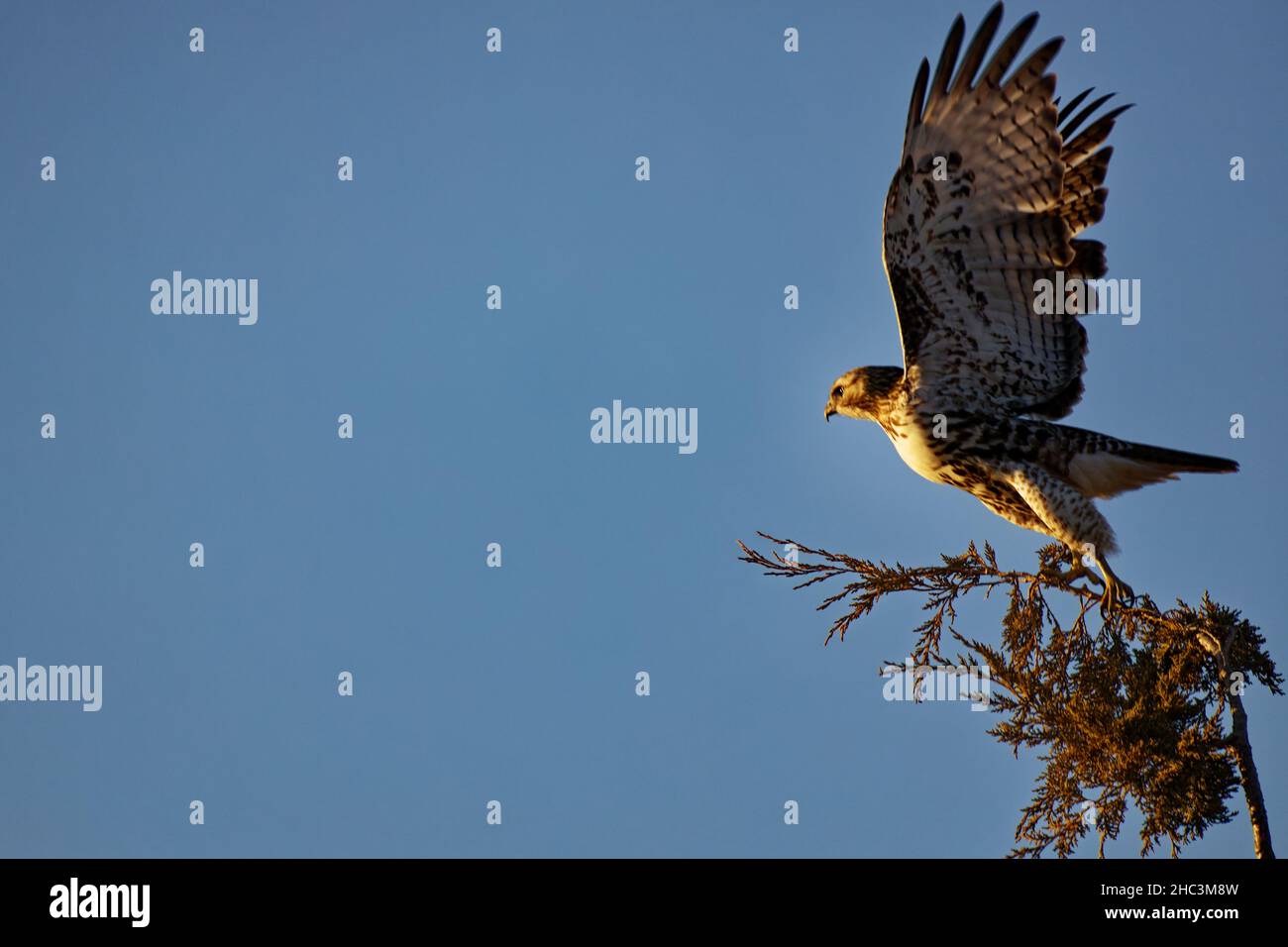 Decollo per la caccia Foto Stock