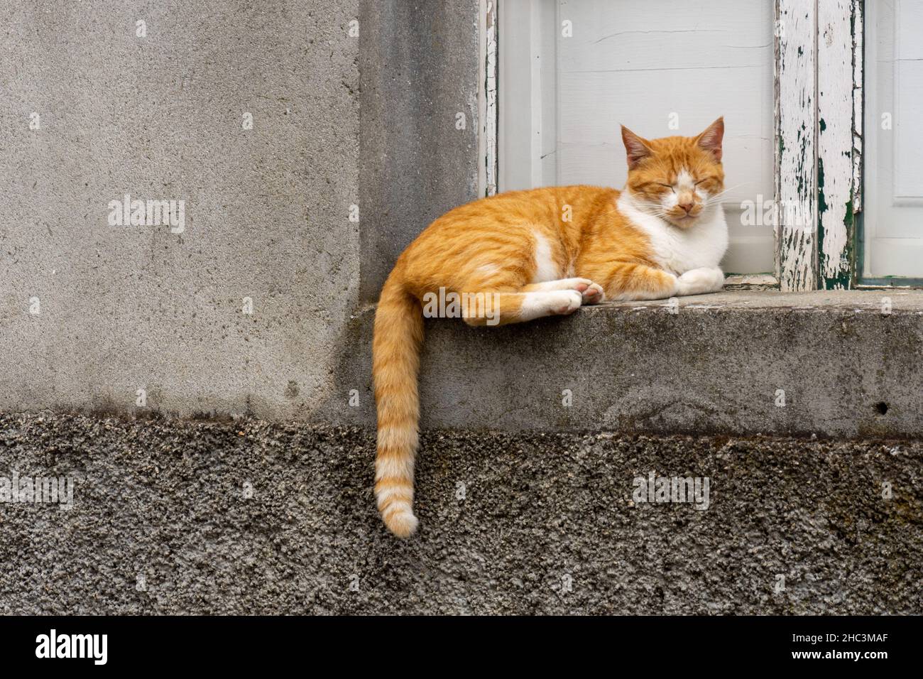 Gatto che dorme su una davanzale esterna Foto Stock