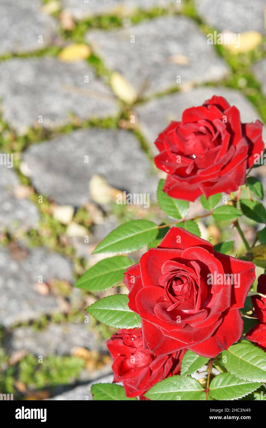 Rote Rosen strecken sich nach der Oktobersonne i Foto Stock
