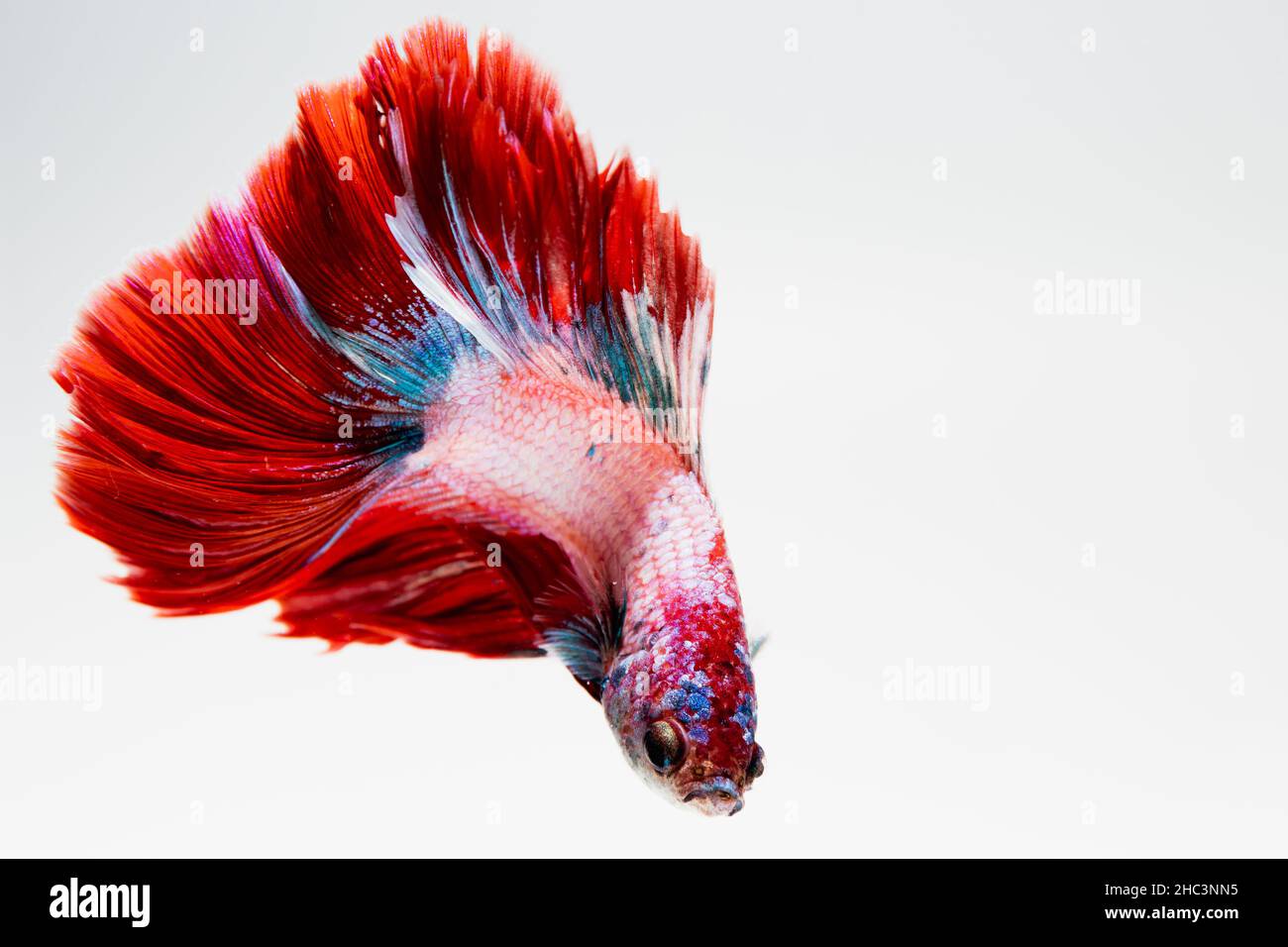 Primo piano faccia Siamese combattendo il pesce, betta isolato su sfondo bianco. Foto Stock