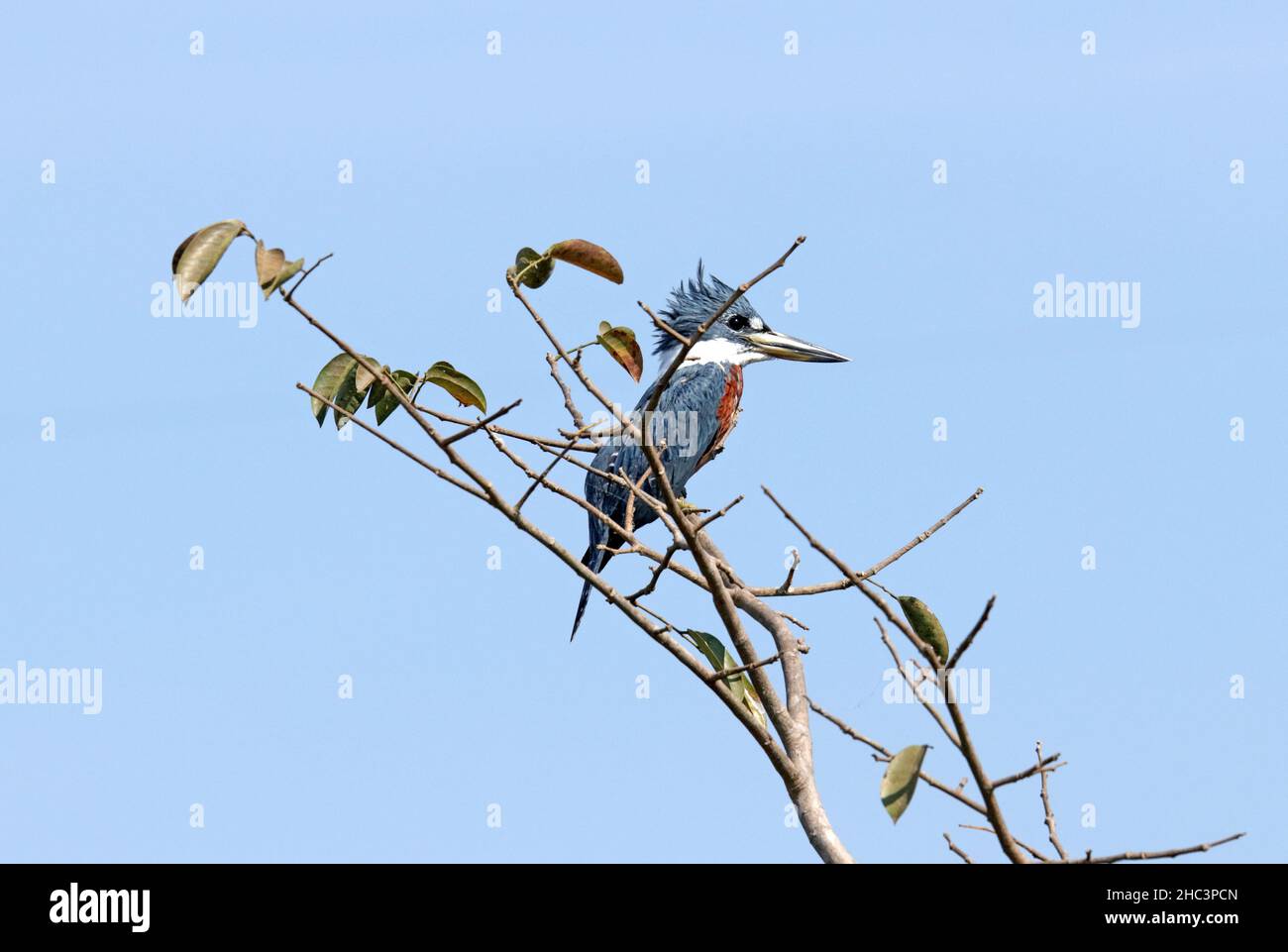 Martin pescatore squagliato contro il cielo blu Foto Stock