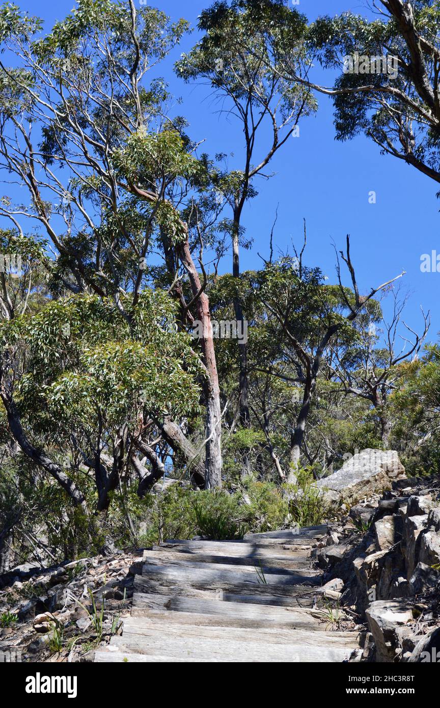 Un percorso nei boschi alle mura di Kanangra nel nuovo Galles del Sud, Australia Foto Stock