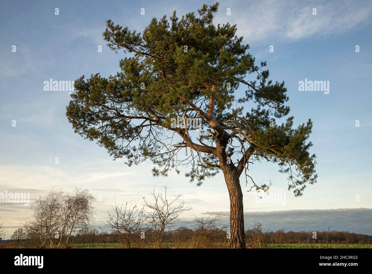 Primo piano di un albero con sfondo cielo senza nuvole Foto Stock