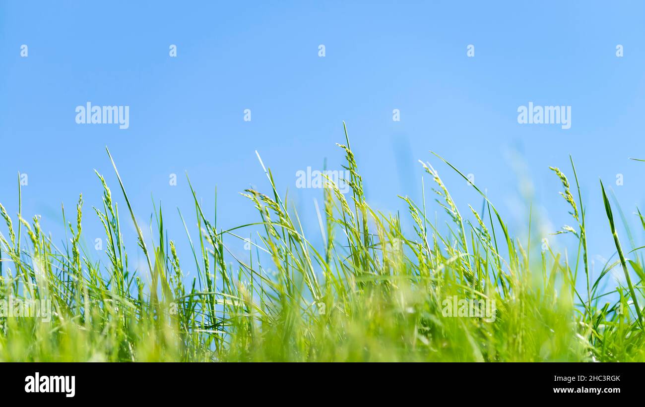 Primo piano di erba verde con sfondo senza nuvole Foto Stock